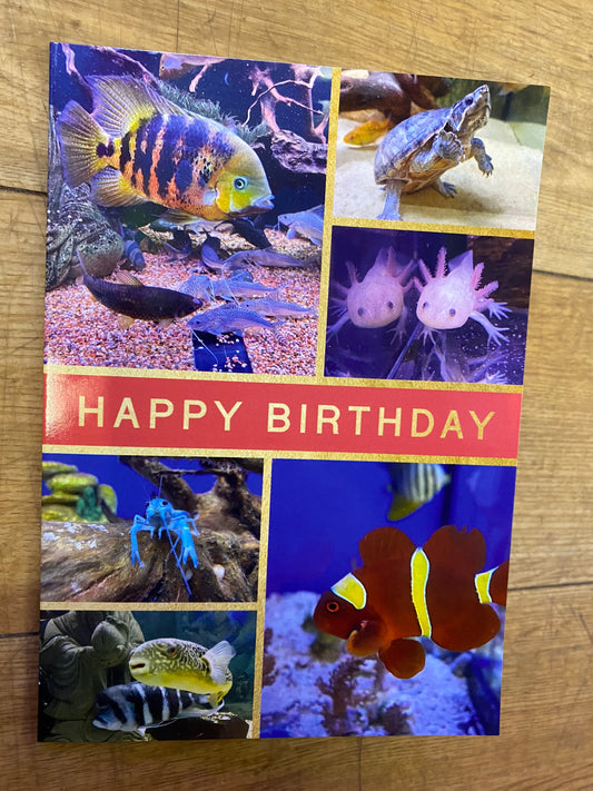 Somefin Fishy Happy Birthday Card
