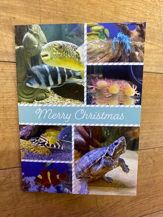 Somefin Fishy Merry Christmas Card